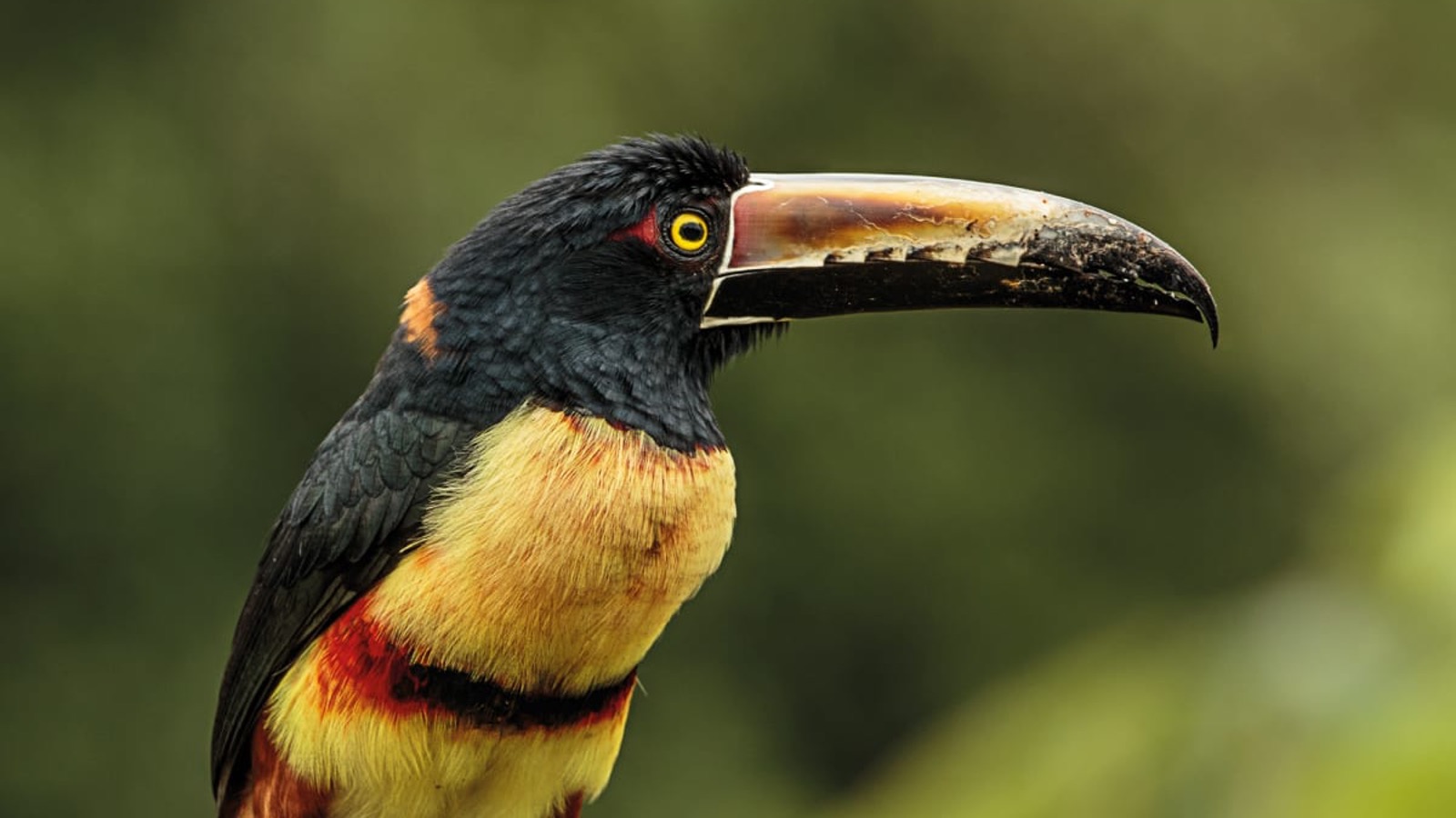 Gamo tour's, turismo, pasadias, transporte en ibagué, colombia